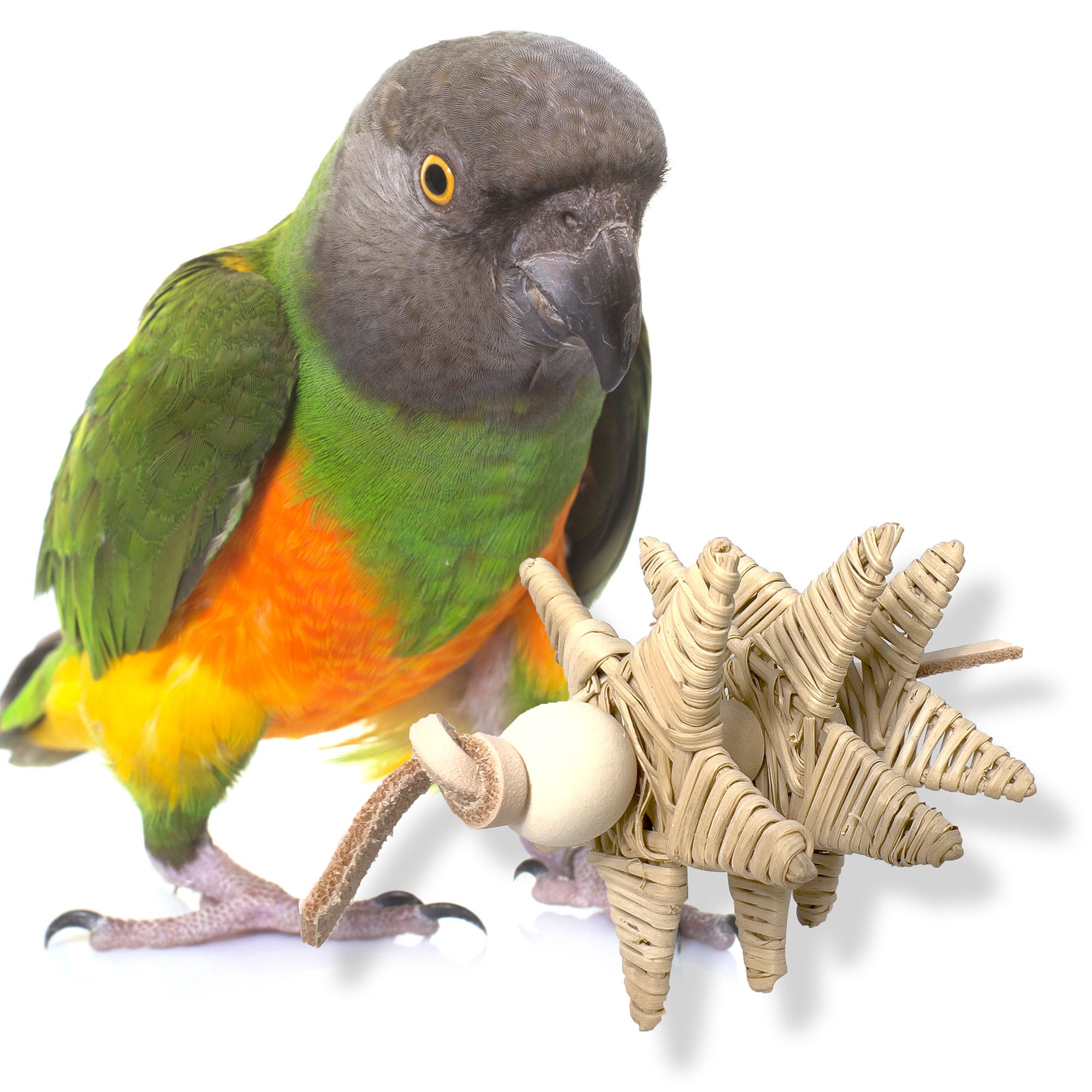 Green cheeked conure outlet toys