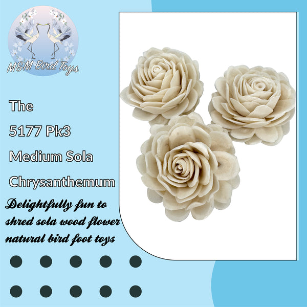 5177 Pk3 Medium Sola Chrysanthemum - Hover